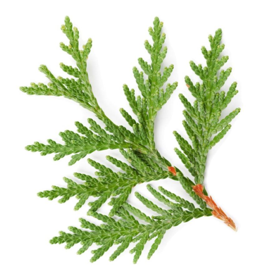 Thuja Essential Oil