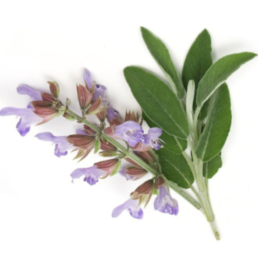 Clary Sage Essential Oil