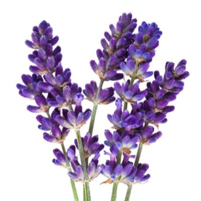Lavandin Essential Oil