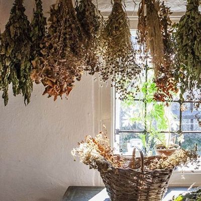 Witchcraft and wicca Healing and baneful herbs for magick, spells and the poison path