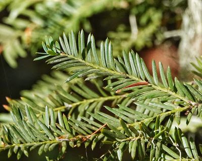 Yew Needles