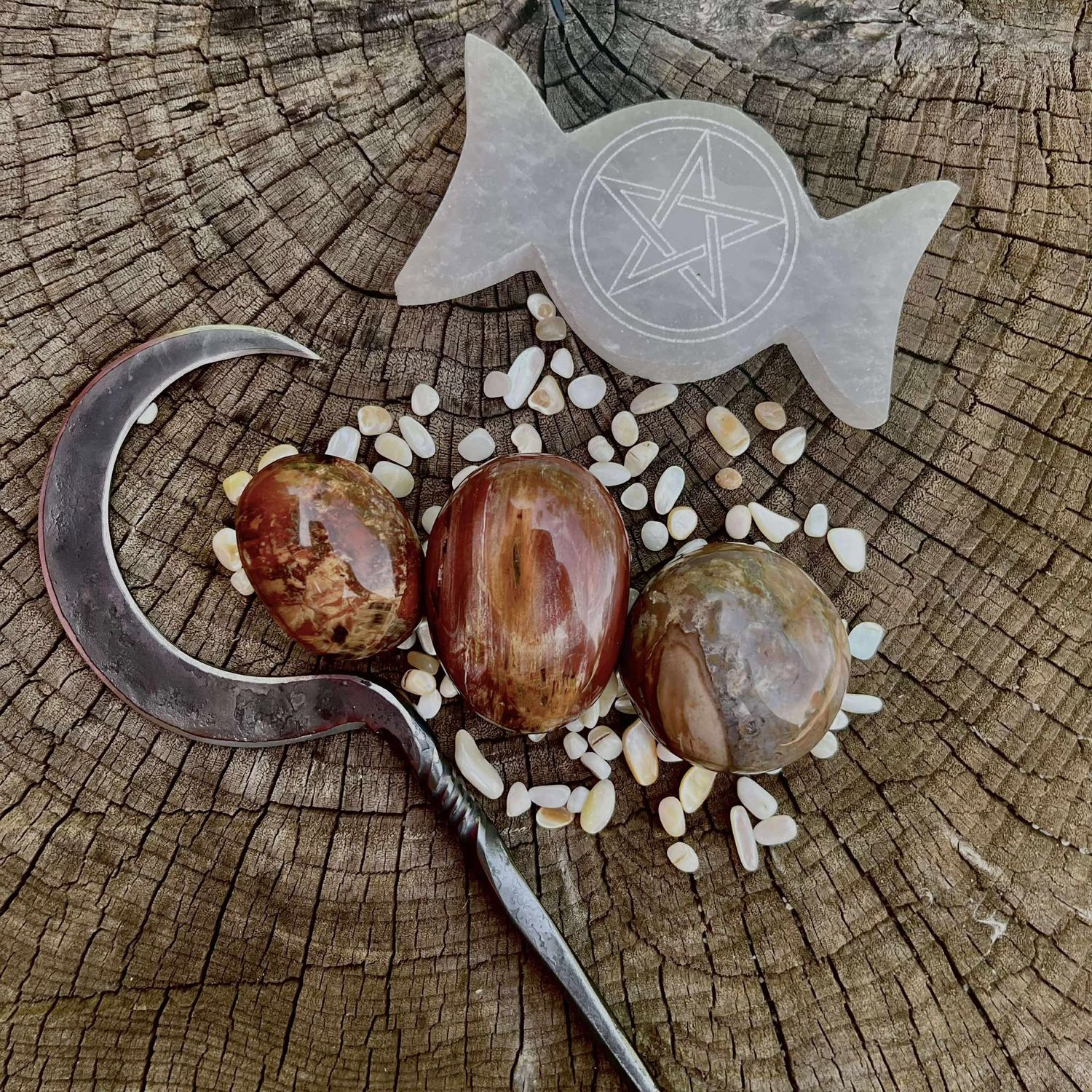 Petrified Wood Palm Stone