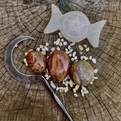 Petrified Wood Palm Stone