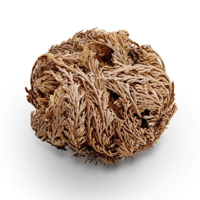 Rose of Jericho/Jericho Flower