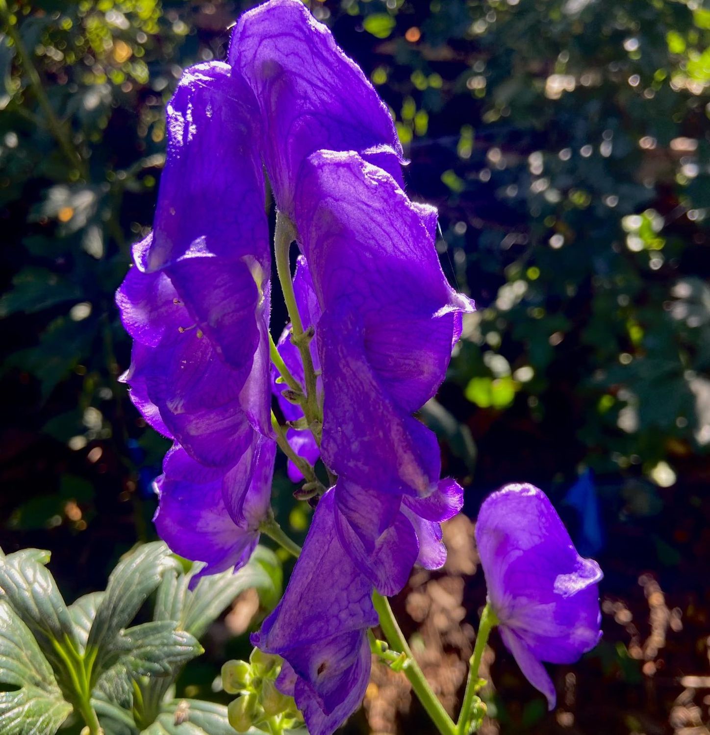 Wolfsbane Leaf And Stem 1/4 oz