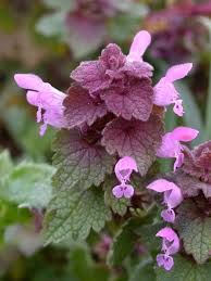Red Deadnettle aka Purple Deadnettle 0.5 oz