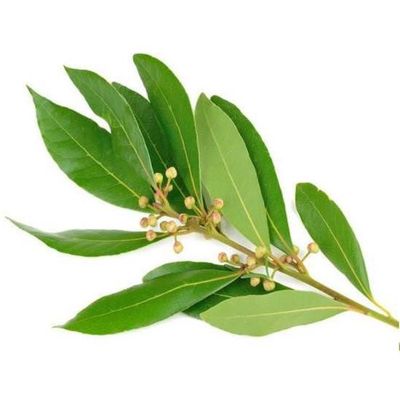 Ravensara Essential Oil