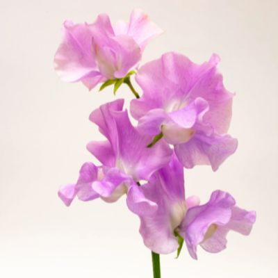 Sweet Pea Essential Oil