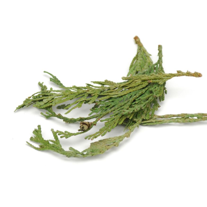Cedar Leaf Tips