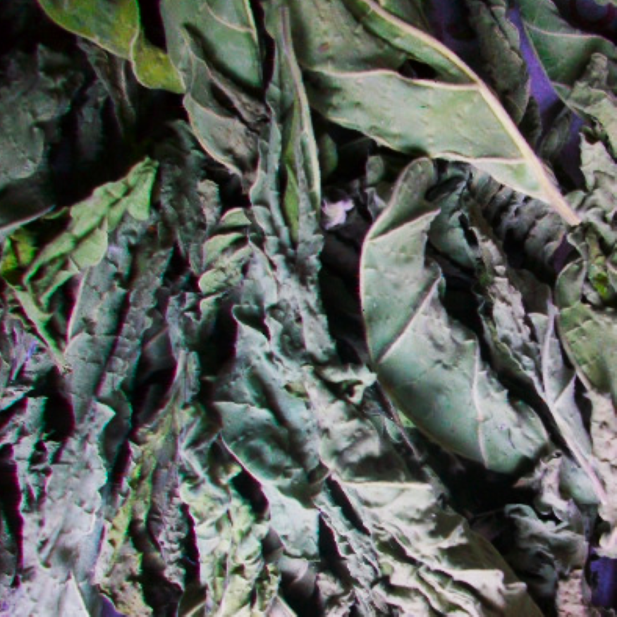 Devil's Weed (Datura/Jimson Weed)
