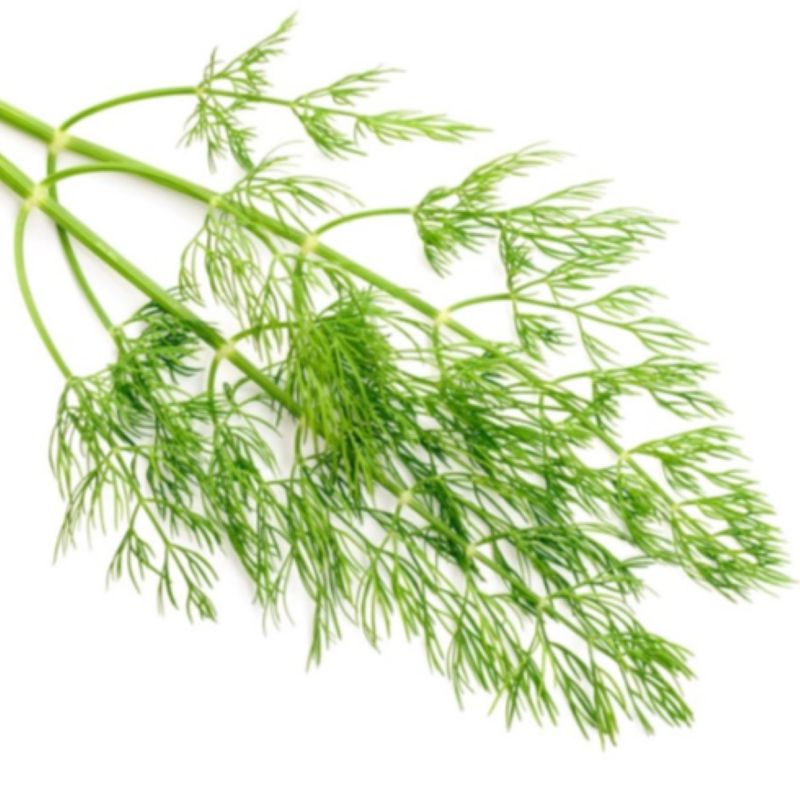 Dill Weed Essential Oil