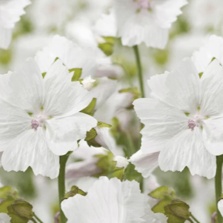 Musk (White) Essential Oil