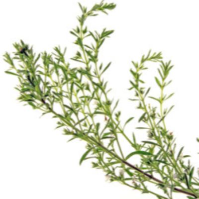Mountain Savory Essential Oil