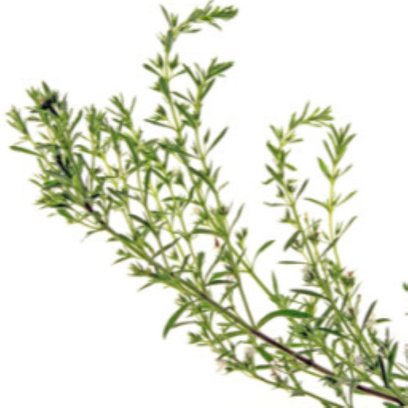 Mountain Savory Essential Oil