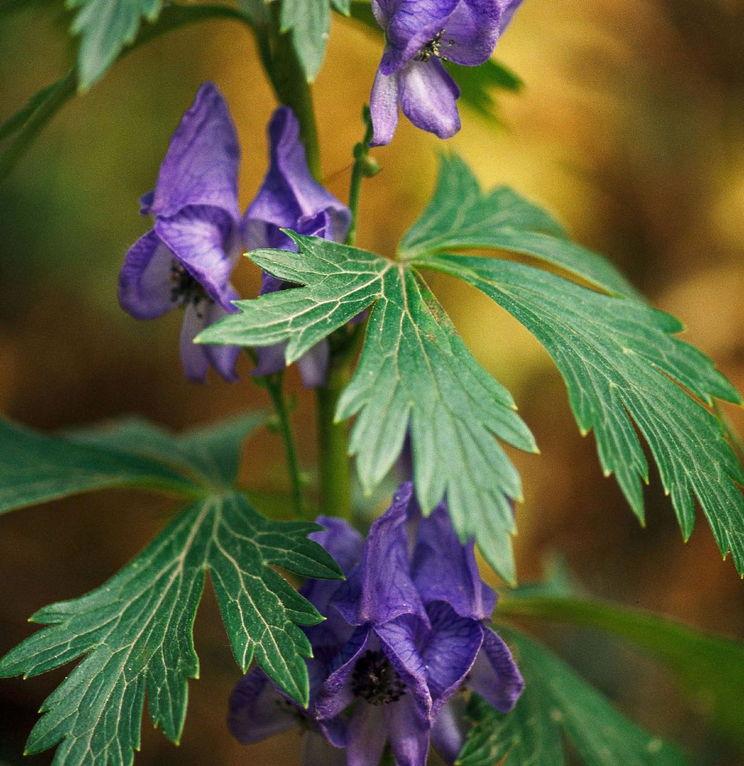 Monkshood Leaf And Stem 1/4 oz