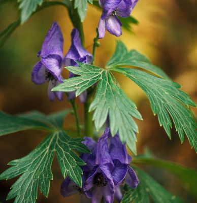 Monkshood Leaf And Stem 1/4 oz