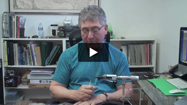Cripple Mayfly