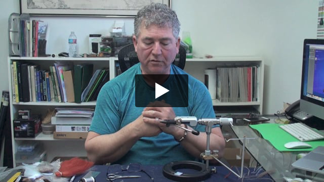 Spinner Mayfly