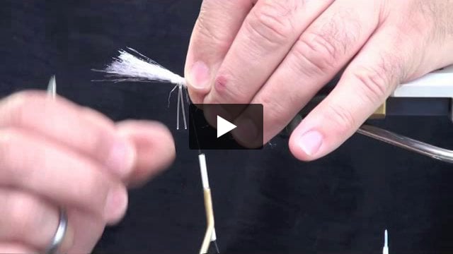 Grass Shrimp