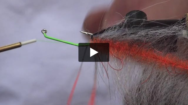 Back Country Shrimp
