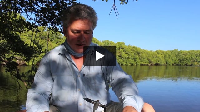 Mangrove White Minnow