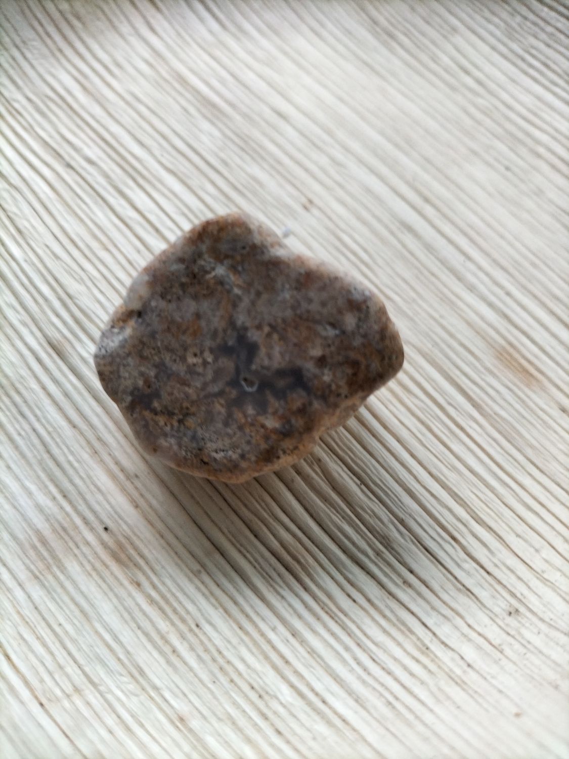 Versteend Hout