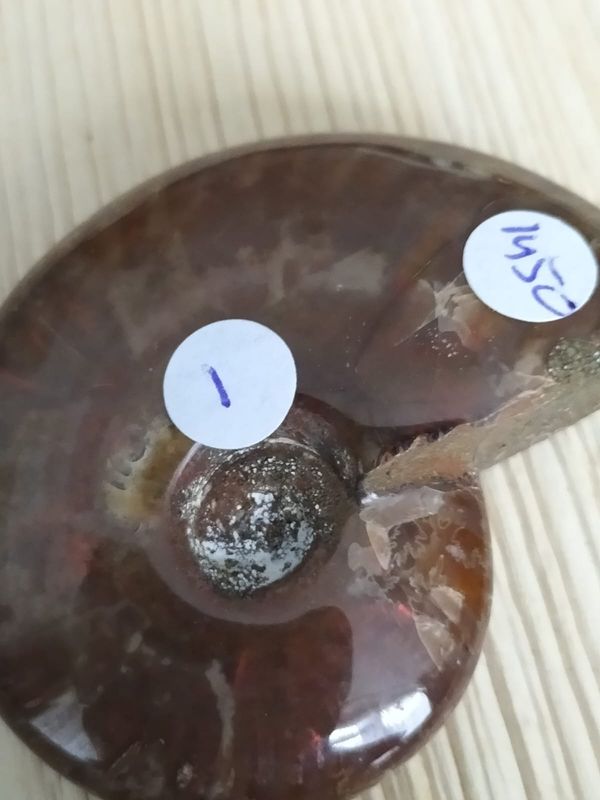 Iriserende Ammoniet