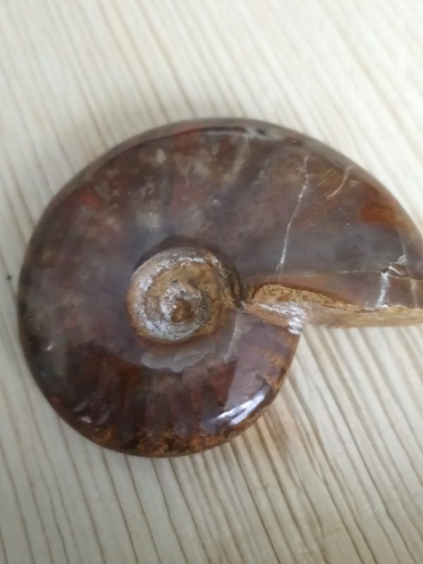 Iriserende Ammoniet