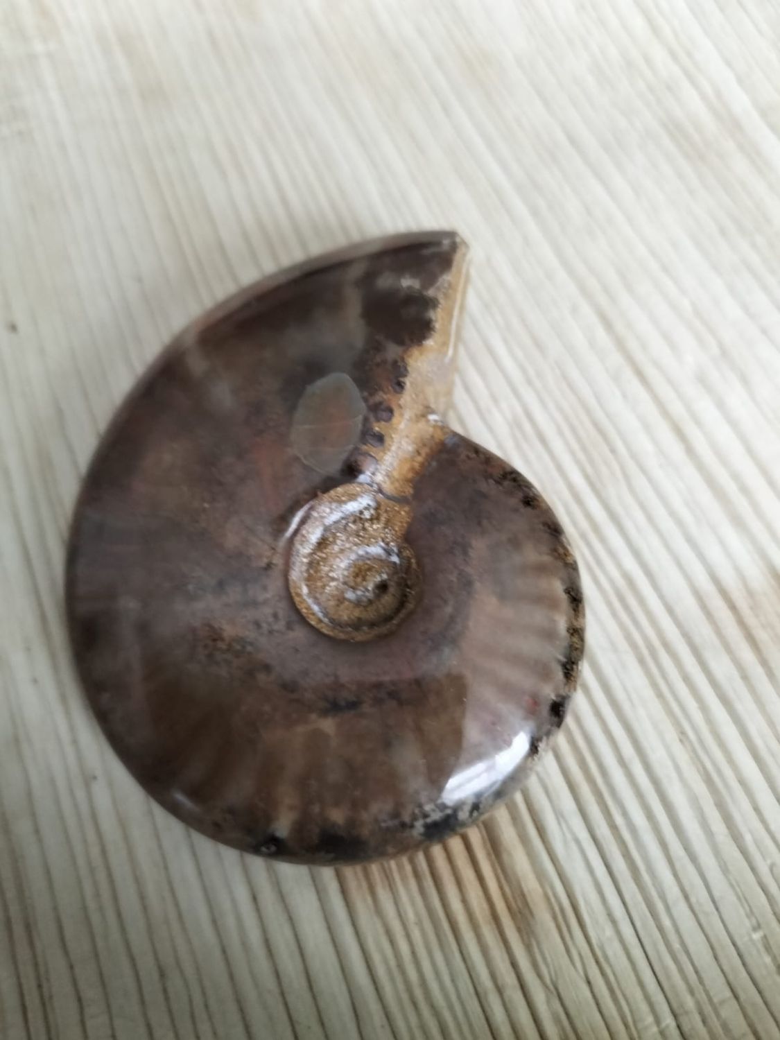 Iriserende Ammoniet