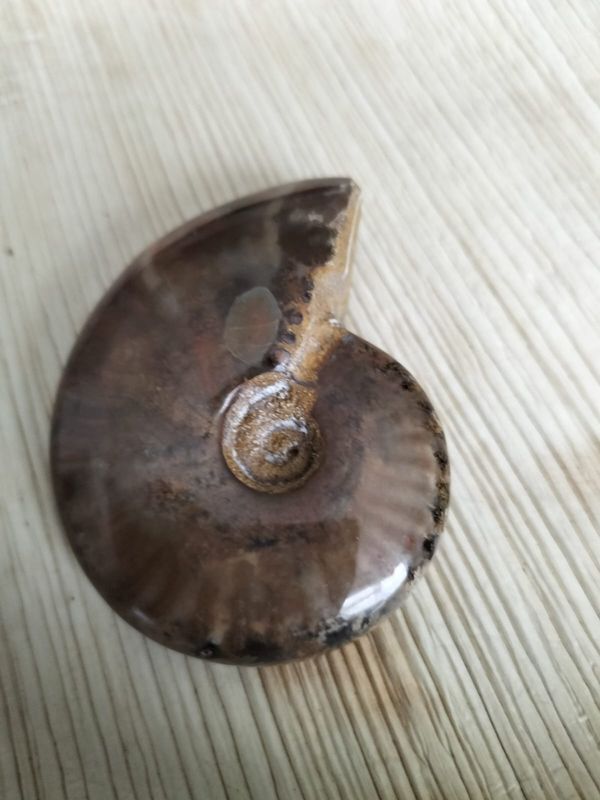 Iriserende Ammoniet