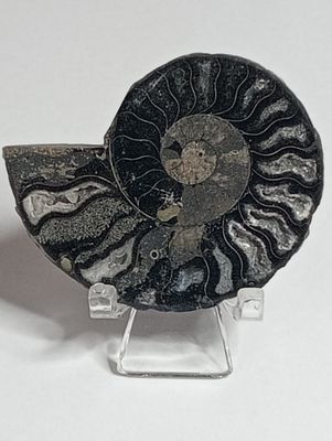 Zwarte Ammoniet