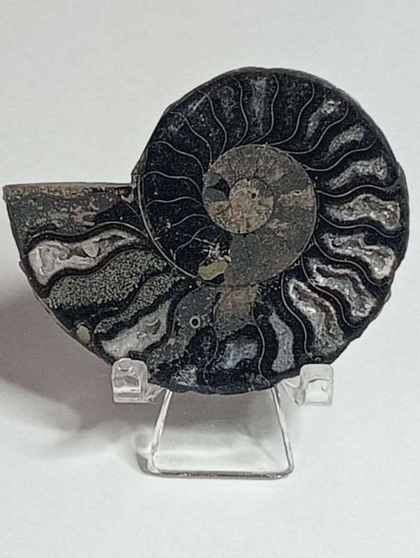 Zwarte Ammoniet