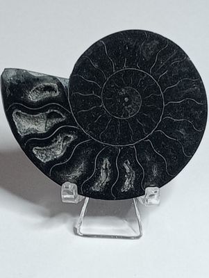 Zwarte Ammoniet