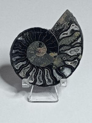 Zwarte Ammoniet