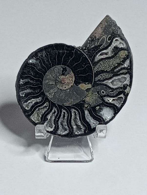 Zwarte Ammoniet