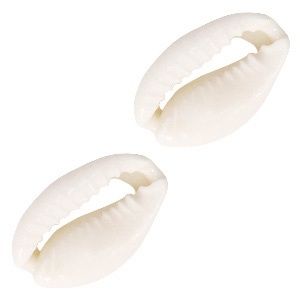 Schelp kralen kauri Naturel white, 2 stuks