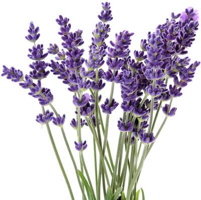 ESSENTIAL OILS