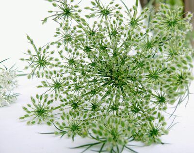 Carrot Seed  Essential Oil  (Daucus Carota)