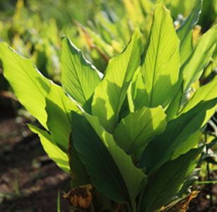 Tumeric Essential Oil (Curcuma longa)