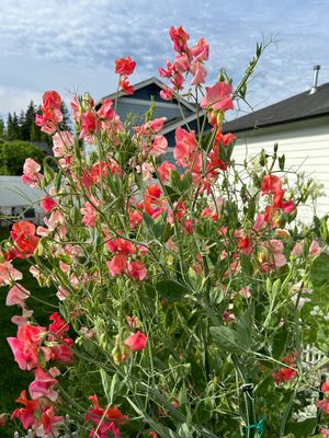 Sweet Pea Subscription