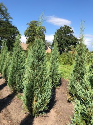 Planten