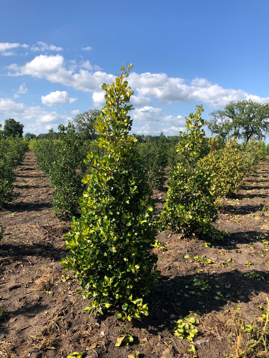 ​Ilex Aquifolium ‘Golden Flash’