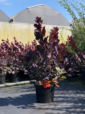 Cotinus coggygria &#39;Royal Purple&#39;
