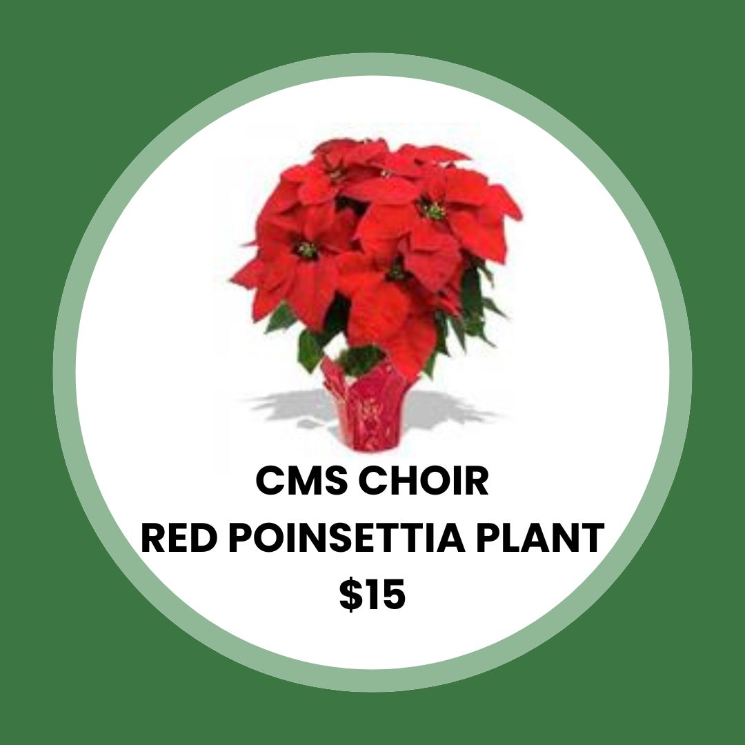 CMS Choir Red Poinsettia Plant