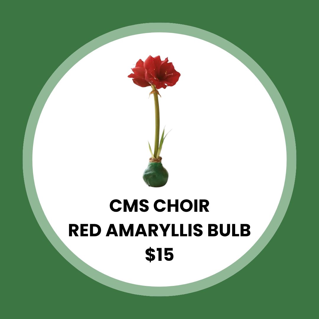 CMS Choir Red Amaryllis Bulb