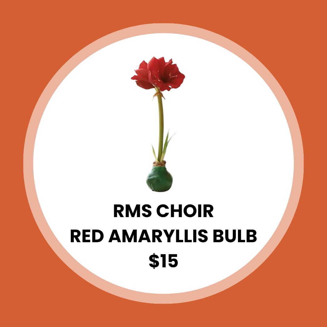 RMS Choir Red Amaryllis Bulb