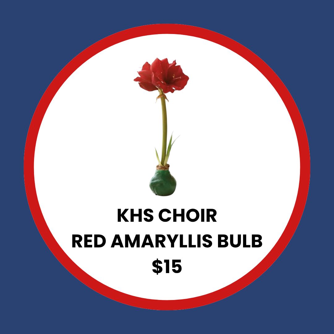 KHS Choir Red Amaryllis Bulb