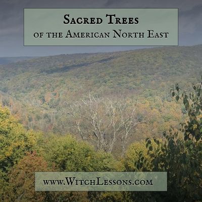 Sacred Trees of the Eastern Woodlands