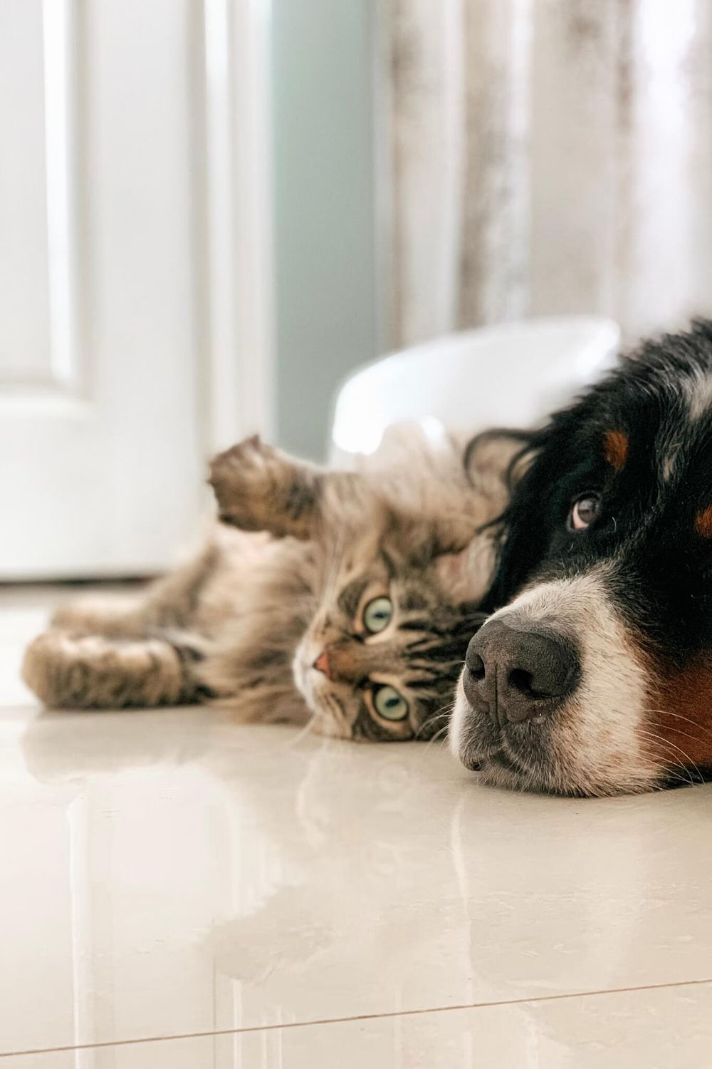 Quantum Healing Session for Pets