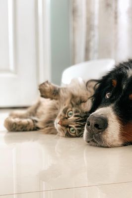 Quantum Healing Session for Pets